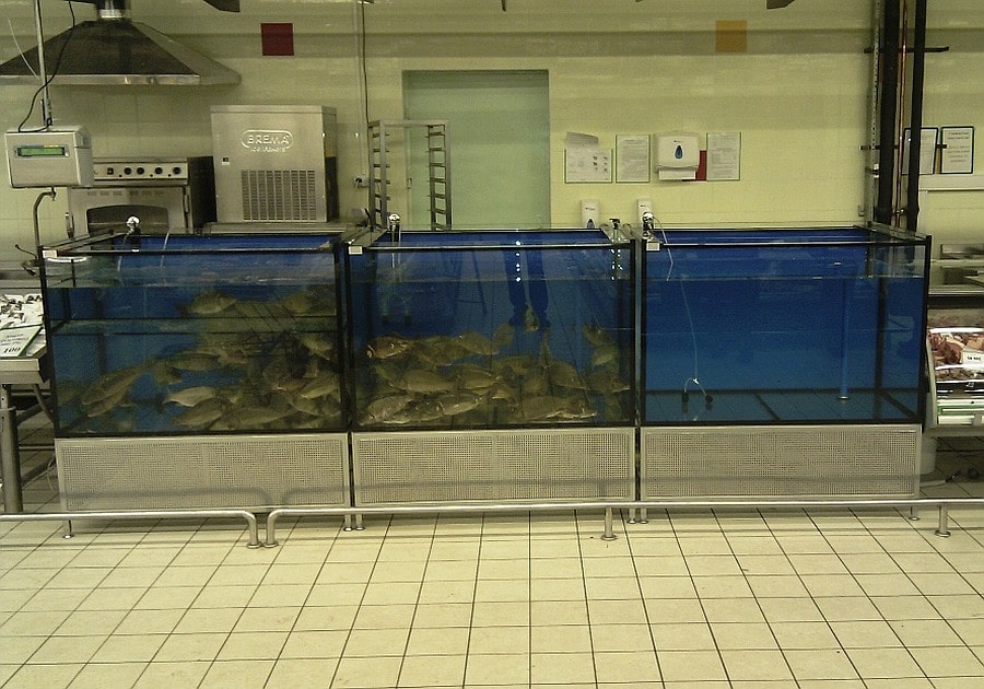 Хранение живой рыбы. Промышленный аквариум. Аквариум для торговли живой рыбой. Живая рыба в магазине в аквариуме. Промышленные аквариумы для живой рыбы.